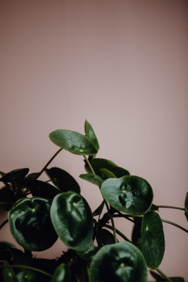 Jennifer Marke Photography