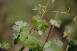 Jennifer Marke Photography